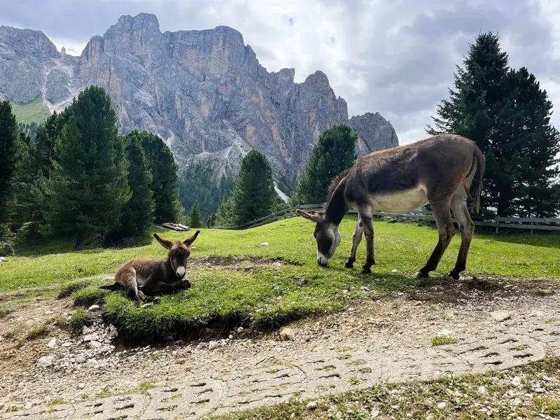 Horses resting below the Dolomites
