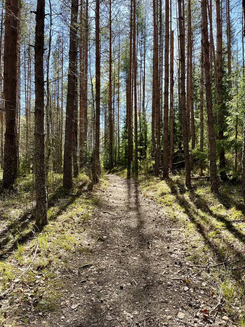 Forest trail in Nuuksio National Park